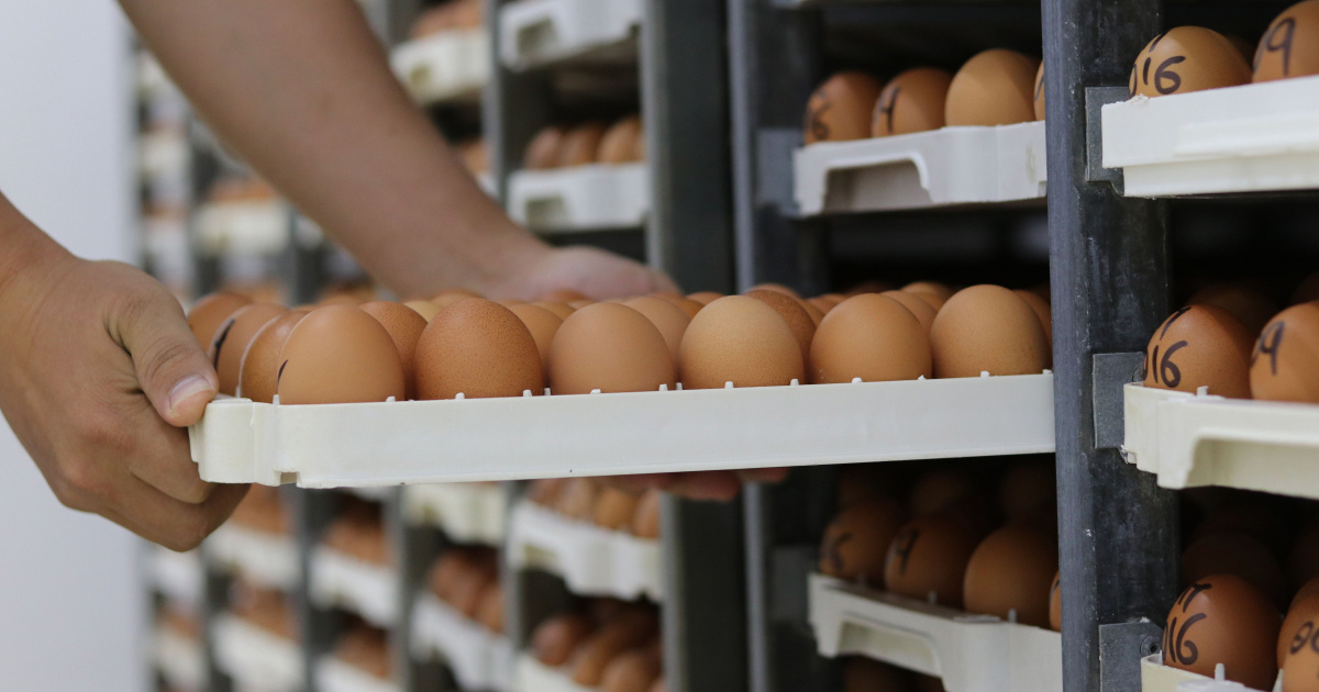 Belgija povlači jaja s tržišta. Salmonelom se zarazilo više od 300 ljudi