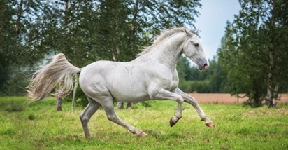 Izložba konja u Sunju dovodi prekrasne autohtone hrvatske pasmine