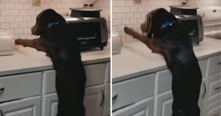 "Tako blizu, a tako daleko": Labrador pokušao ukrasti poslasticu, video je hit