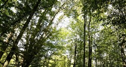 U Orahovici dvije godine krali drva i državu oštetili za skoro 3 milijuna kuna