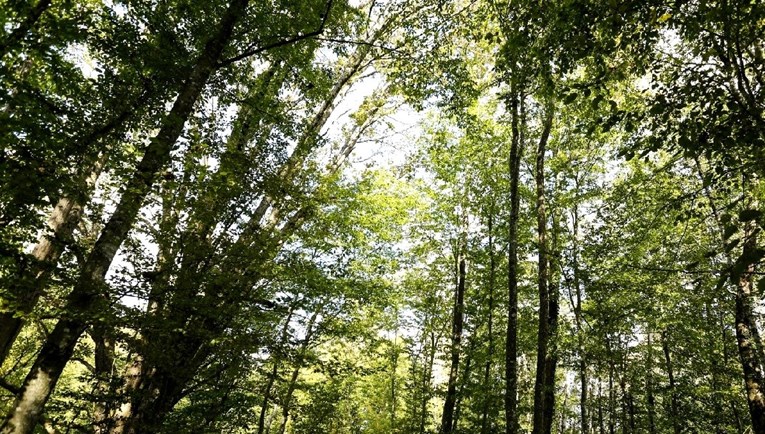 U Orahovici dvije godine krali drva i državu oštetili za skoro 3 milijuna kuna