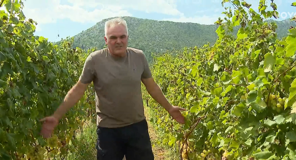 Vinogradari iz Vrgorca: Propadaju nam tone grožđa, tržnice su pune uvoznog