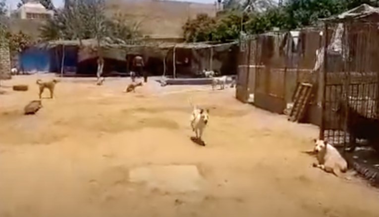 Slijepi pas trči ususret najboljem prijatelju kad god čuje njegov glas