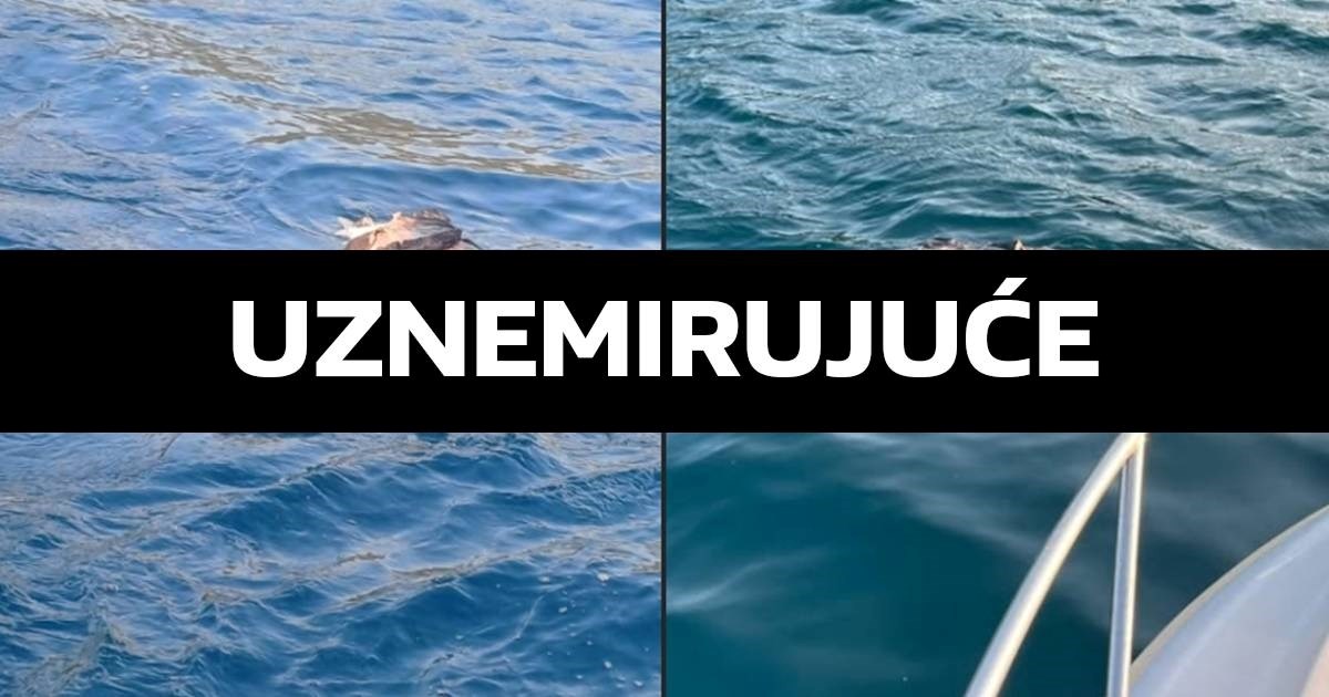 Kod Pelješkog mosta pronađen mrtav dupin. "Vjerojatno je u pitanju ljudski faktor"