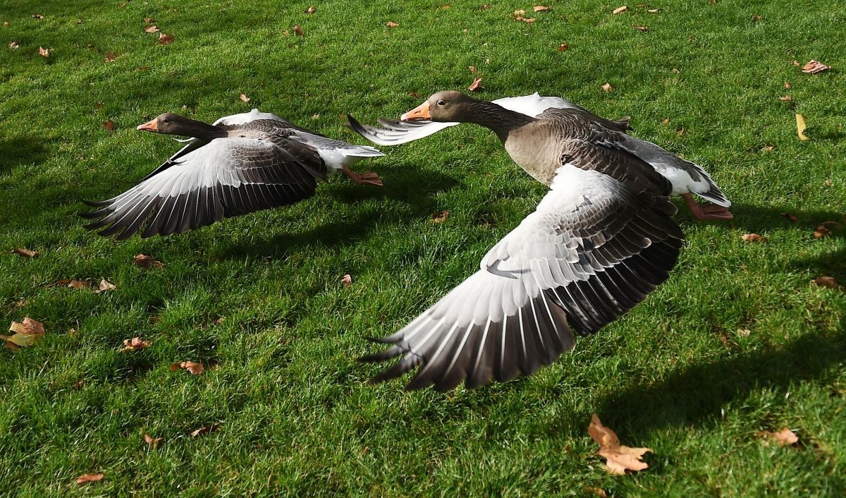 U Walesu zaklano 70 gusaka, bačene su uz cestu. Građani: To čine migranti pred Božić