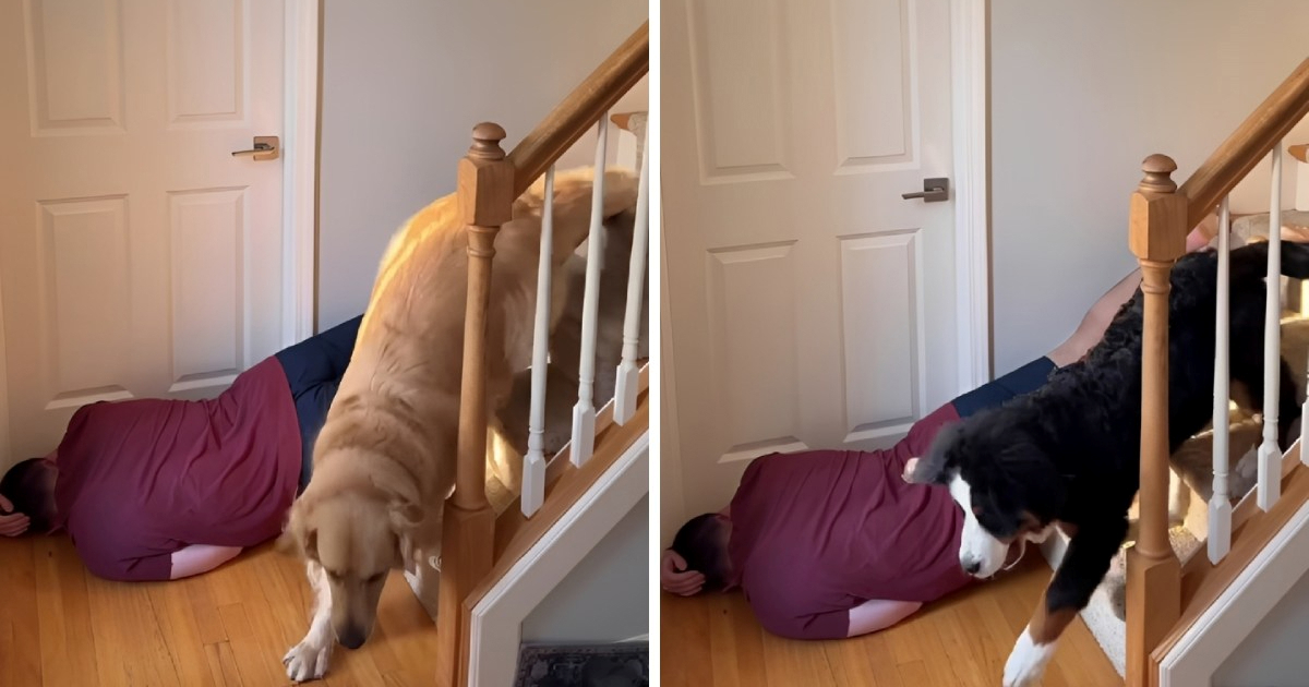 Vlasnik glumio da je pao, pogledajte kako su reagirali njegovi psi 😅