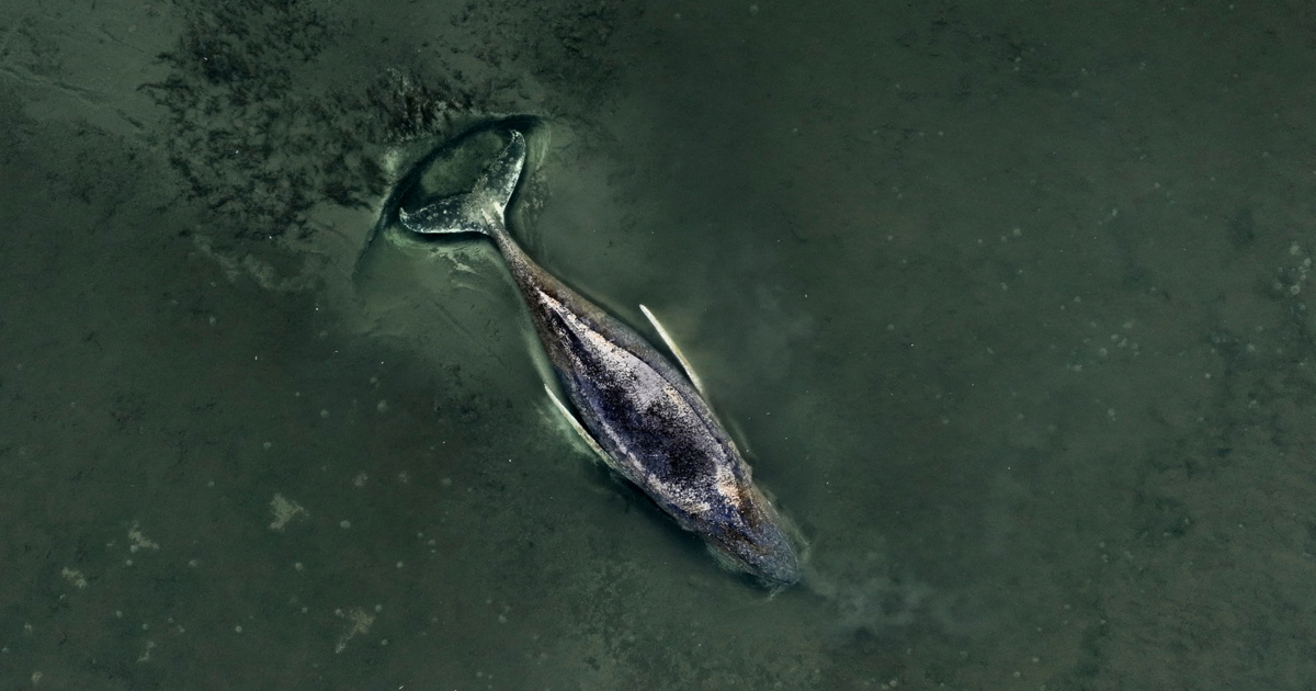 Grbavi kit nasukan u Baltiku ugiba u bolovima. "Ne možemo ga spasiti"