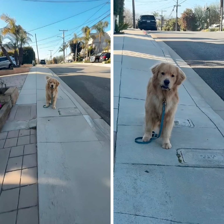 Vlasnica namjerno ispustila povodac u šetnji, reakcija njezinog psa iznenadila je sve
