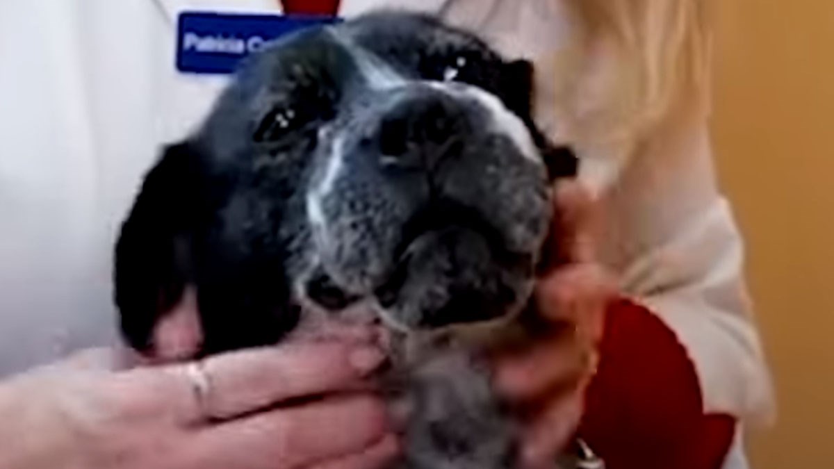 Ovaj pas je bio zlostavljan, ali sada živi sretni život