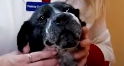 Ovaj pas je bio zlostavljan, ali sada živi sretni život