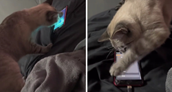 VIDEO Četiri milijuna pregleda: Ova mačka mrzi alarme, stalno ih gasi