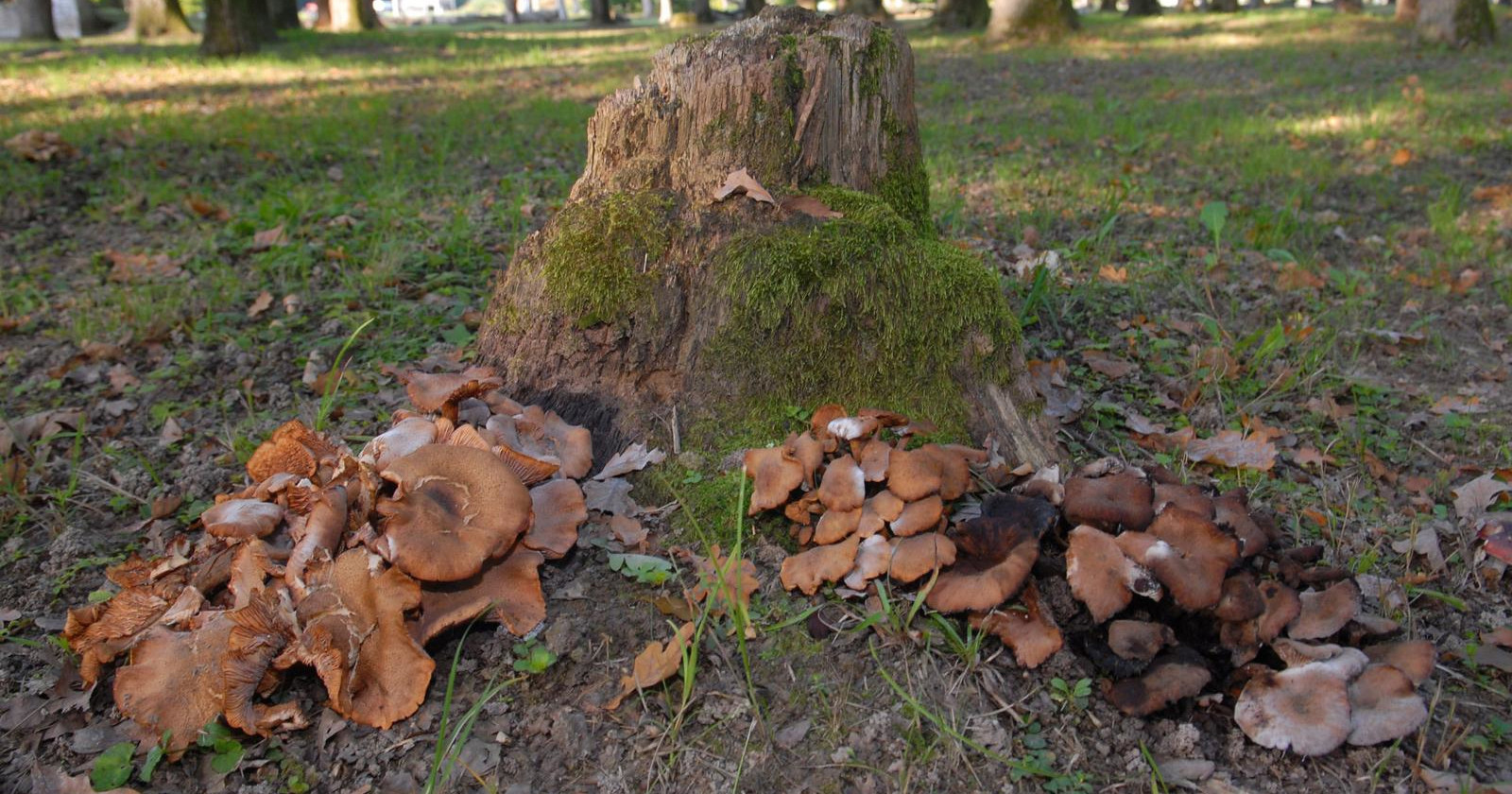 Zbog afričke svinjske kuge obustavljeno izdavanje dozvola za berbu gljiva