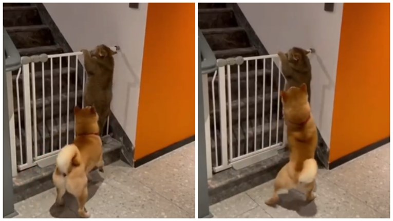 Pas uhvatio mačku kako pokušava prijeći ogradu, njegova reakcija nasmijala internet