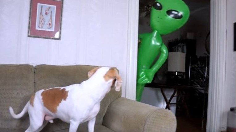 U kuću je ušetao lažni izvanzemaljac, reakcija psa skupila je 670 milijuna pregleda
