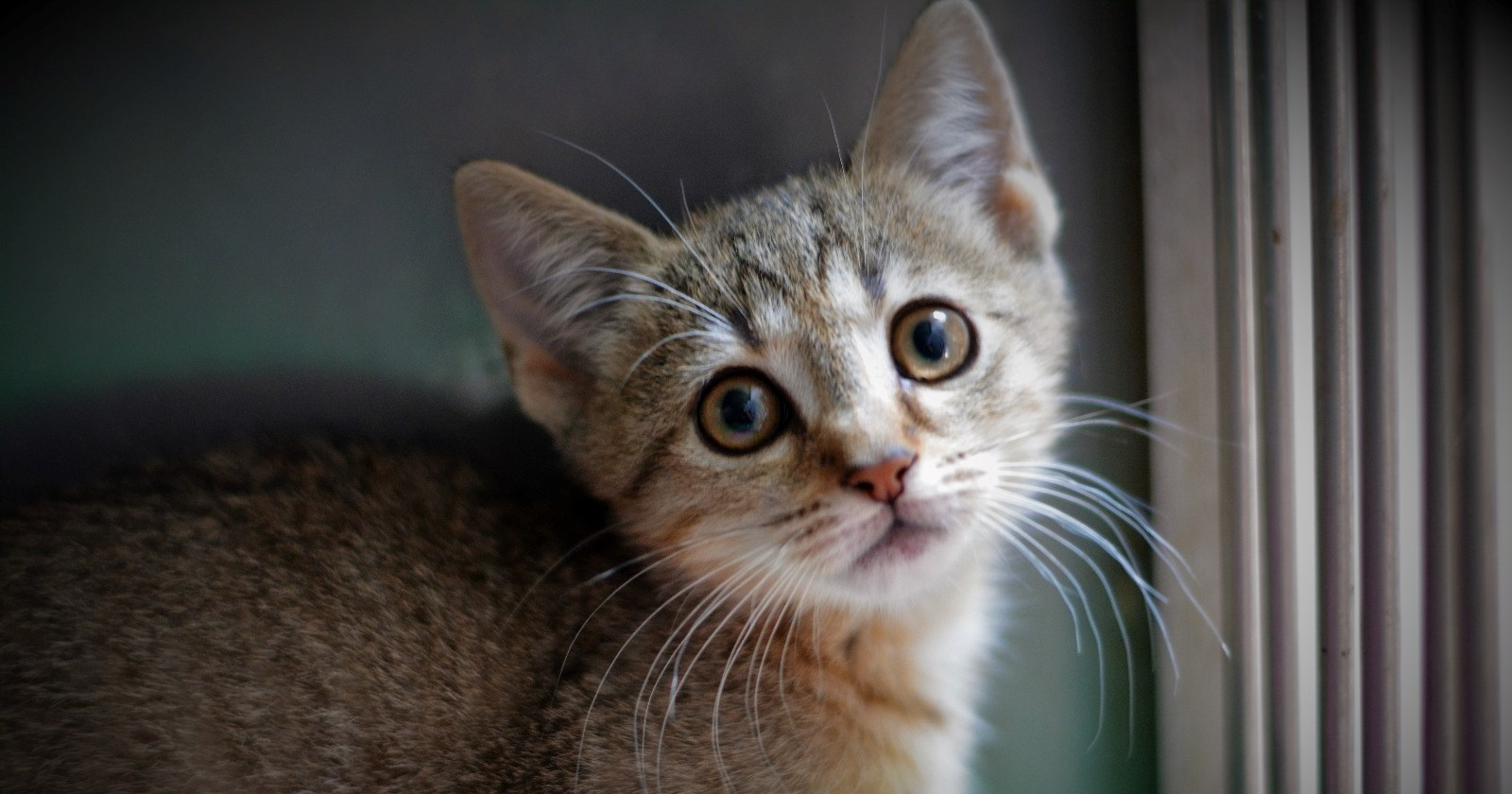 Maca Mojca čeka dom, pogledajte kako je preslatka