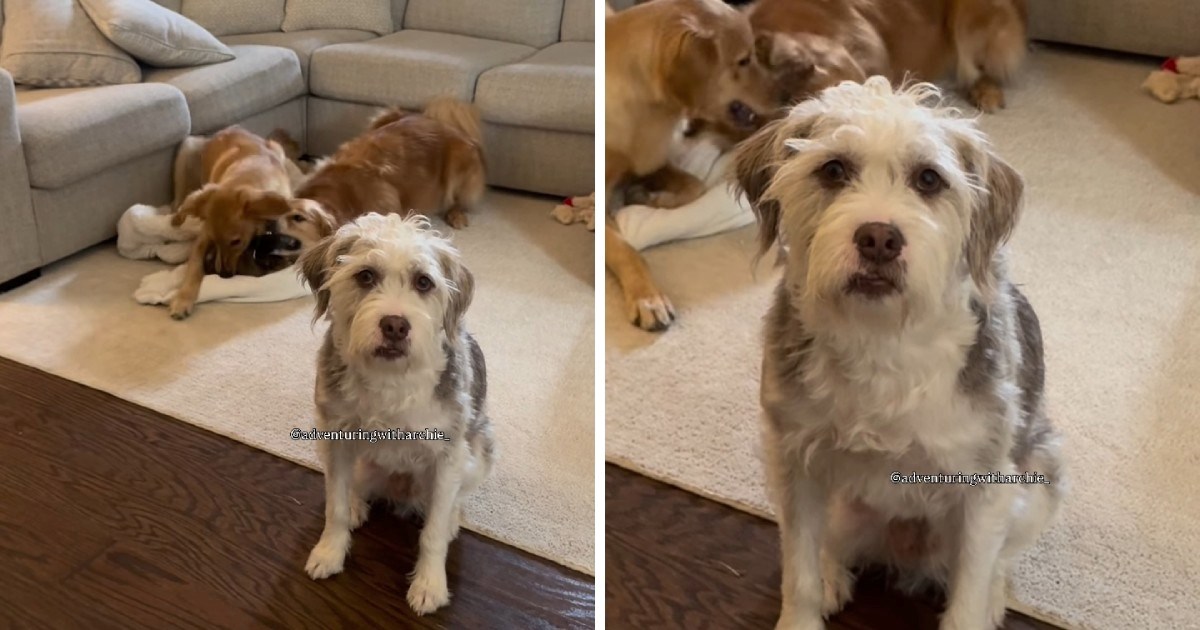 Pas postao zvijezda Instagrama jer mirno ignorira kaos svoje braće