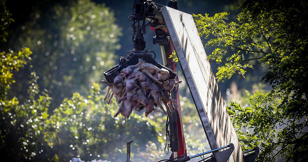 Svinje masovno ubijaju. Hoće li poskupjeti svinjetina?