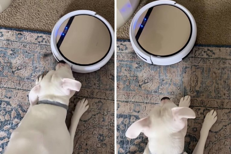 (Ne)prijateljstvo pitbulice Rose i robotskog usisavača nasmijalo TikTok