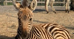 Tragično uginula beba zebra u zoološkom: Toliko se prestravila da se zaletjela u zid
