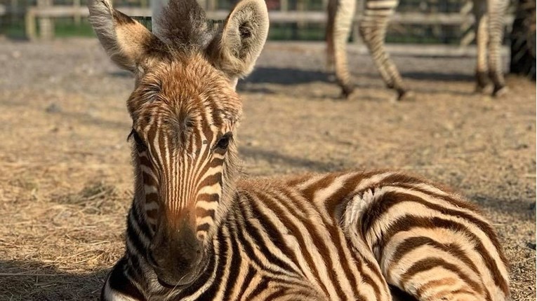 Tragično uginula beba zebra u zoološkom: Toliko se prestravila da se zaletjela u zid