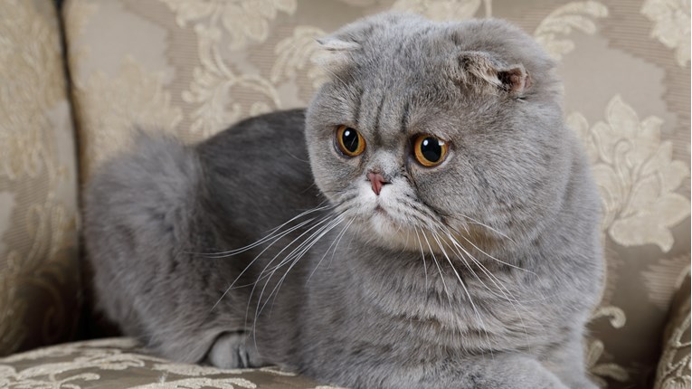 Škotski fold – mačka s preklopljenim ušima – jedna je od najpopularnijih pasmina