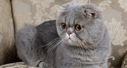 Škotski fold - mačka s preklopljenim ušima je jedna od najpopularnijih pasmina
