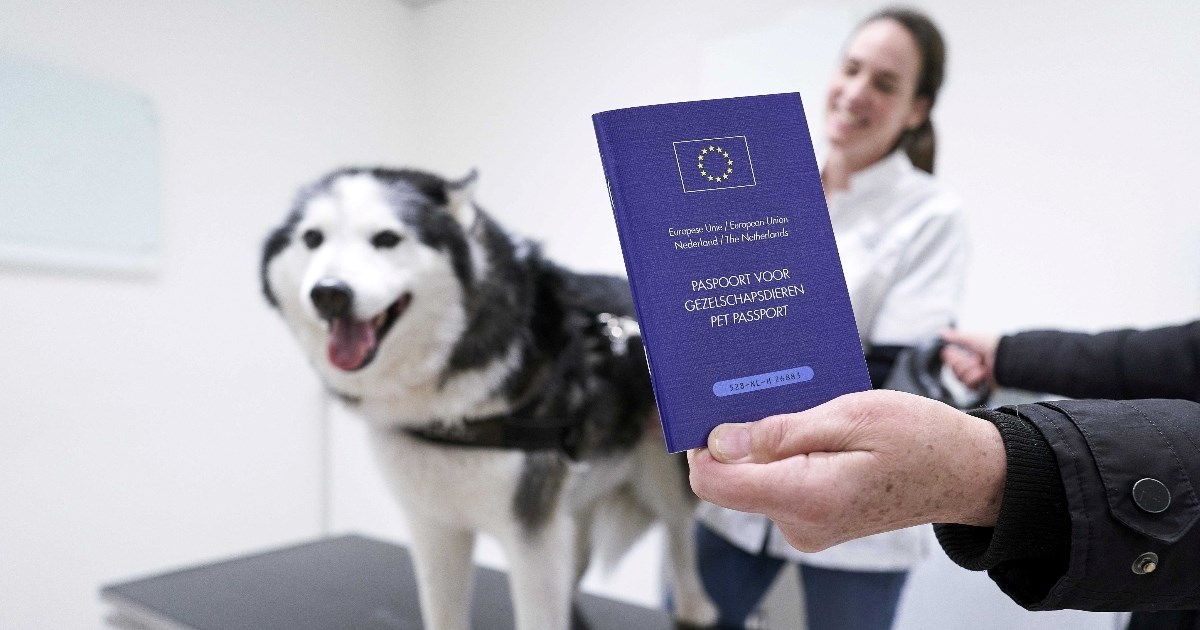 Životinje nisu roba: Veterinari traže EU zakon protiv masovnog uzgoja pasa