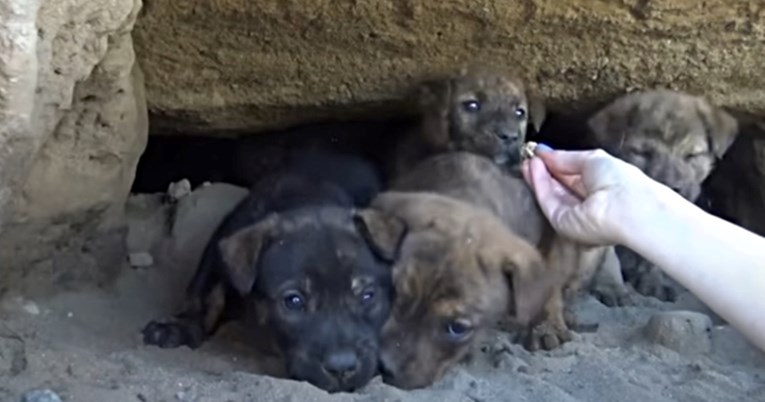 U pećini dubokoj 5.5 metara sakrilo se devet štenaca. Pogledajte snimku spašavanja