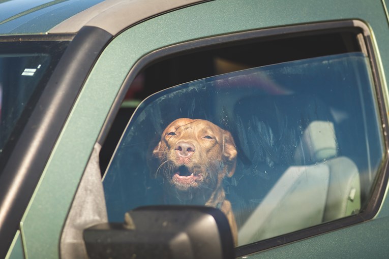 Policajac razbio prozor da bi spasio psa zatvorenog u autu
