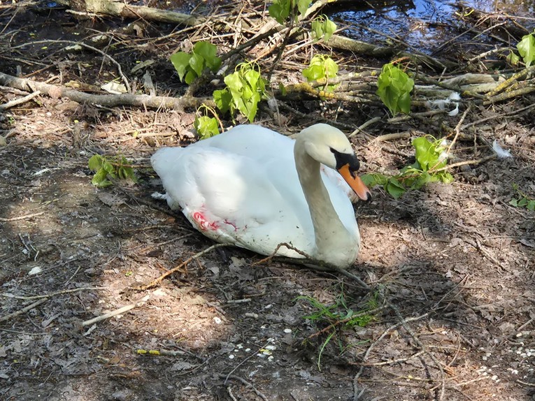 Psi napali par labudova na Bundeku, obje ptice su uginule