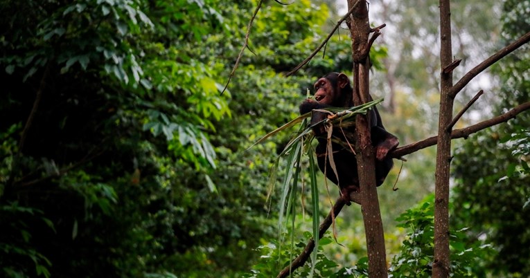 Bolesne čimpanze same se liječe ljekovitim biljem
