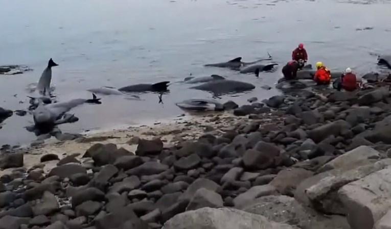 Dvadesetak kitova uginulo na Islandu, nasukali su se