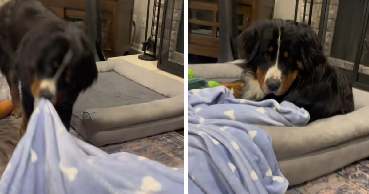 Pokazala reakciju psa kada mu je uzela njegovu dekicu. Video je urnebesan