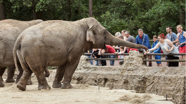Ugrožene vrste: Uskoro zabrana prodaje divljih slonova zoološkim vrtovima