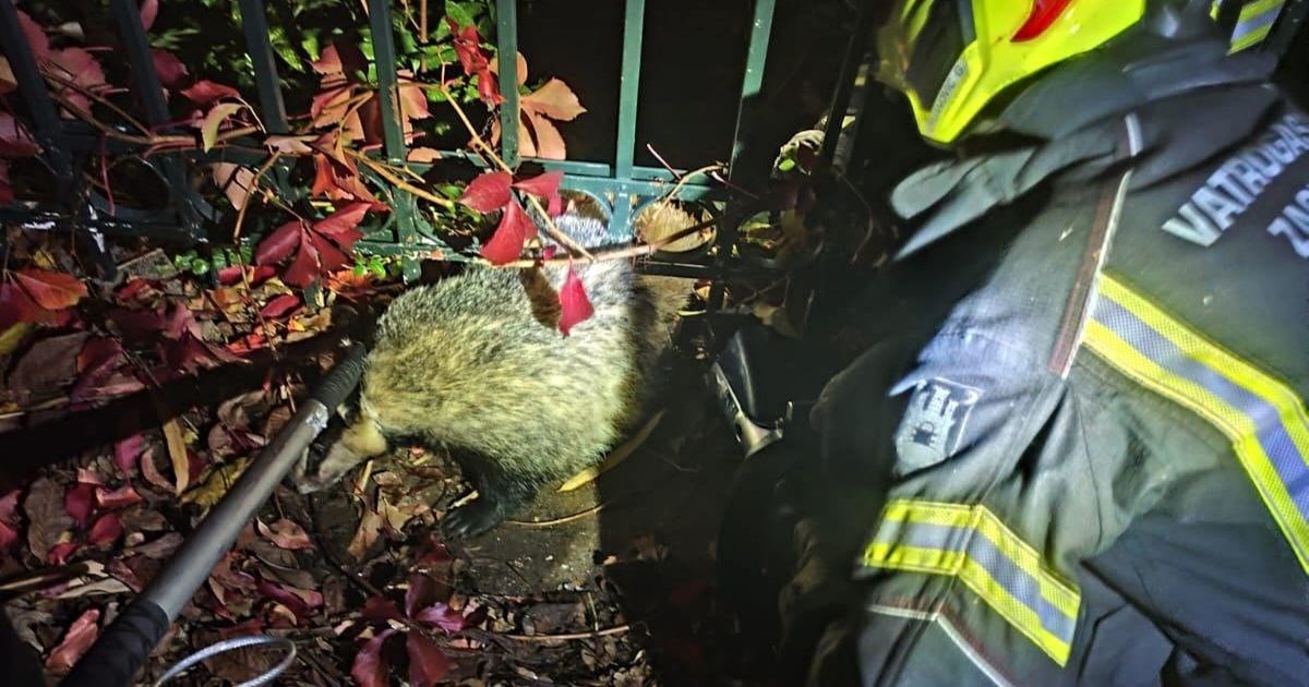 Neobična intervencija zagrebačkih vatrogasaca: "Jazavac je zapeo u ogradi"