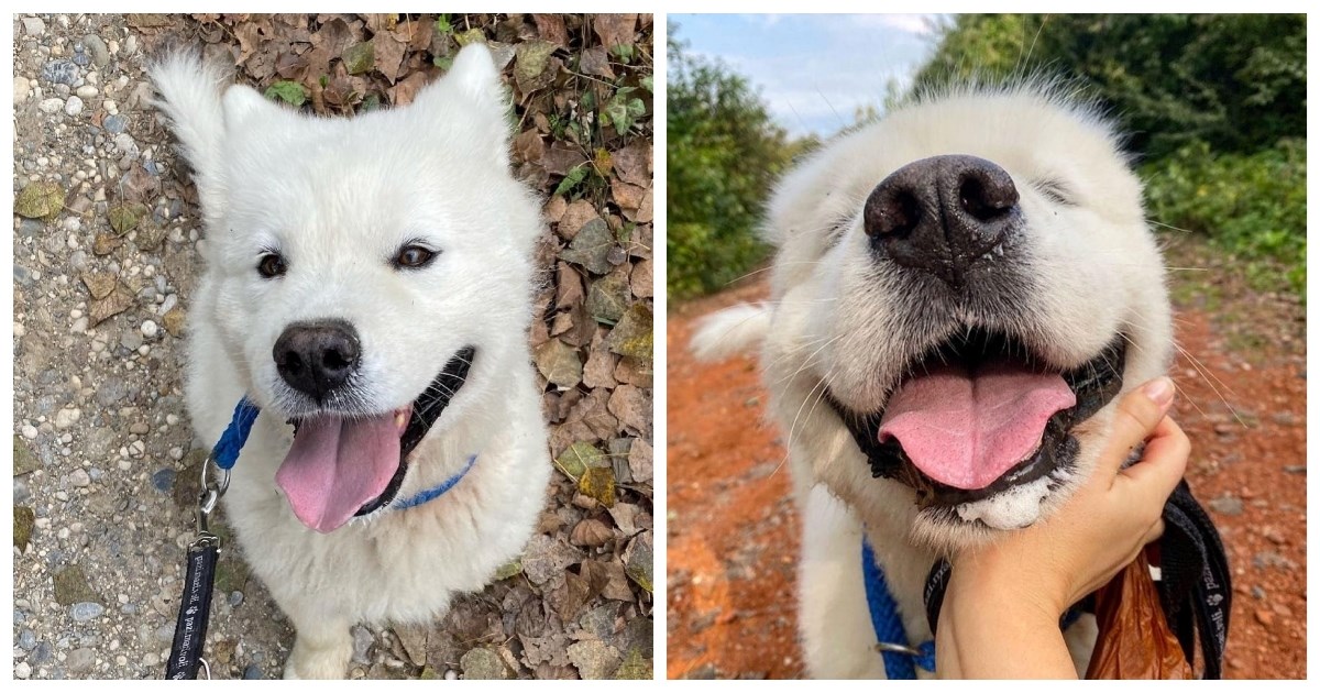 Ovaj predivni samojed traži zauvijek dom. Možda ste baš vi njegov čovjek