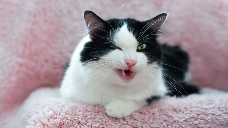 VIDEO Mačke vrlo dobro znaju kako nas zabaviti, ali i izluditi