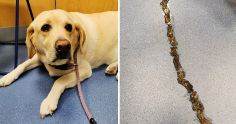 Labrador pojeo svoju lajnu, srećom se oporavio