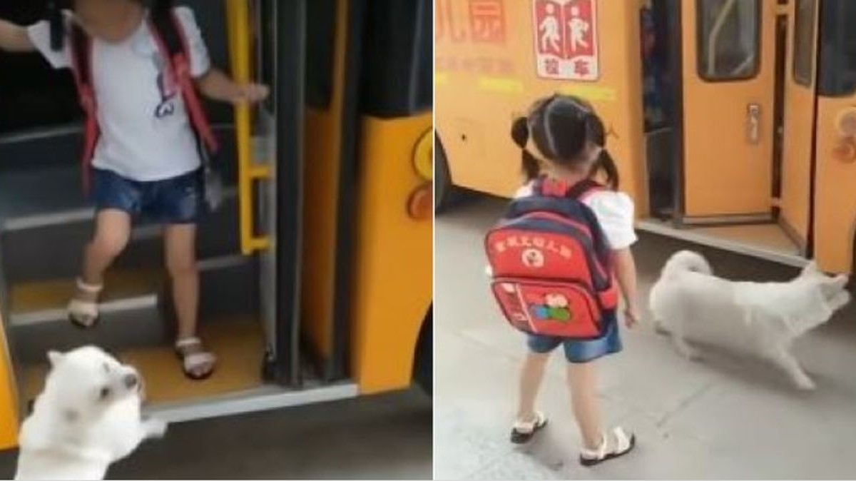 Pas svaki dan prati vlasnicu do školskog autobusa i čeka na stanici da se vrati