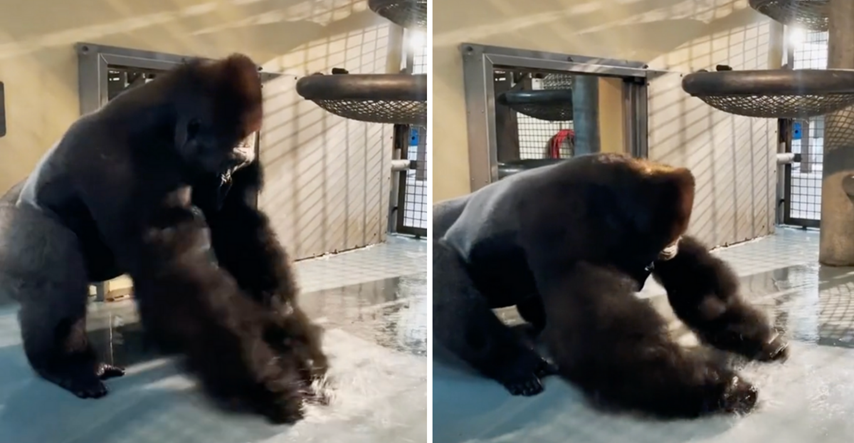 12 milijuna pregleda: Gorila se zaigrala vodom pa postala viralna zvijezda