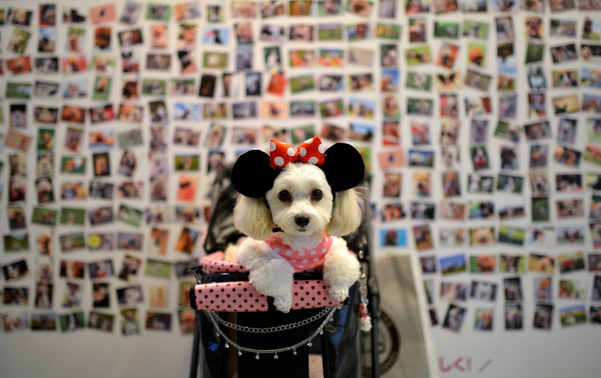 Veterinari upozoravaju: Životinje pate jer ih ljudi tretiraju kao djecu