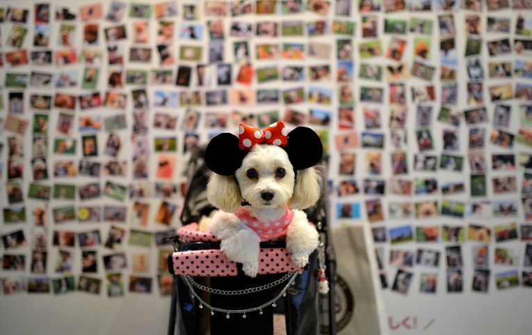 Veterinari upozoravaju: Životinje pate jer ih ljudi tretiraju kao djecu