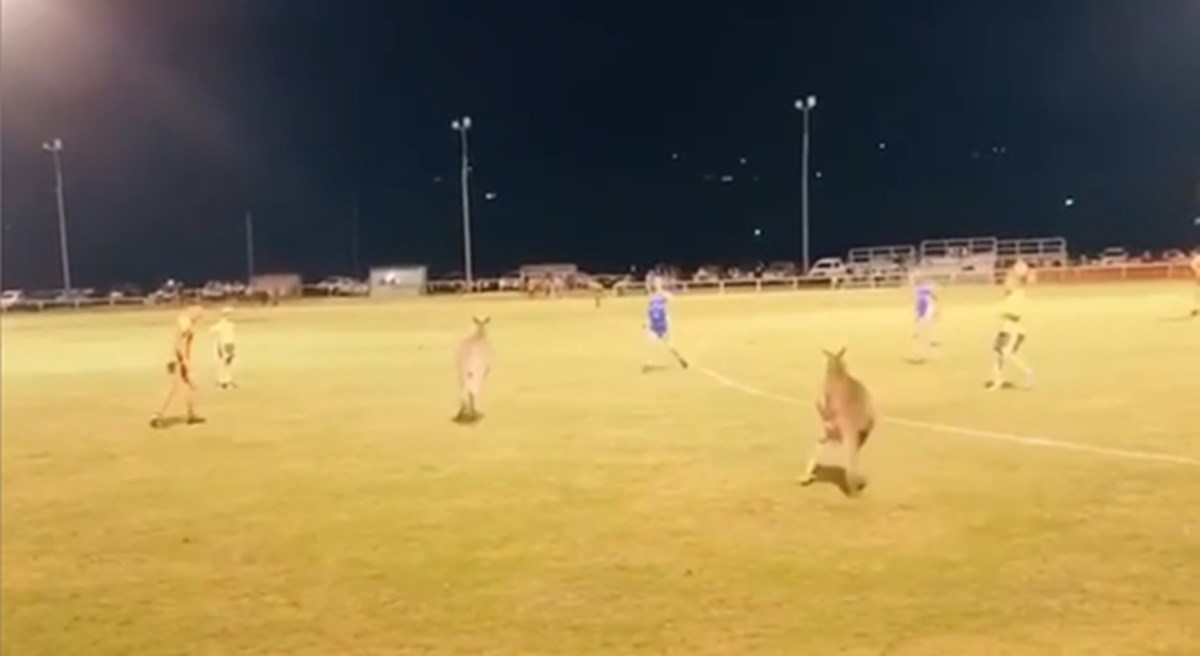 Tijekom odigravanja utakmice na stadion su uletjeli klokani, snimka je postala hit