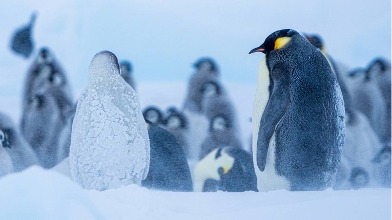 Tisuće carskih pingvina utopile se ili smrznule 2016. Sada nađene 4 nove kolonije