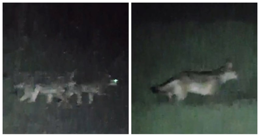 VIDEO Rijedak prizor: Na samoj granici Risnjaka snimljen čopor od sedam vukova