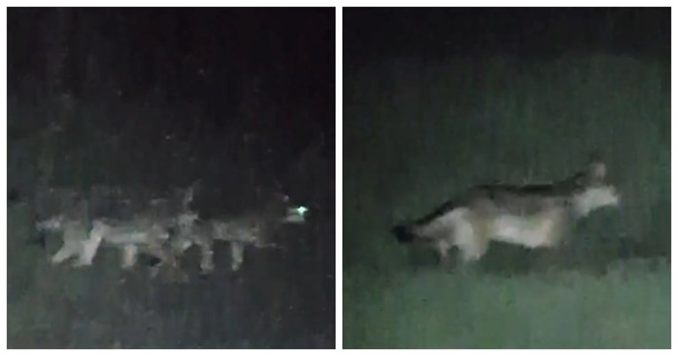 VIDEO Rijedak prizor: Na samoj granici Risnjaka snimljen čopor od sedam vukova