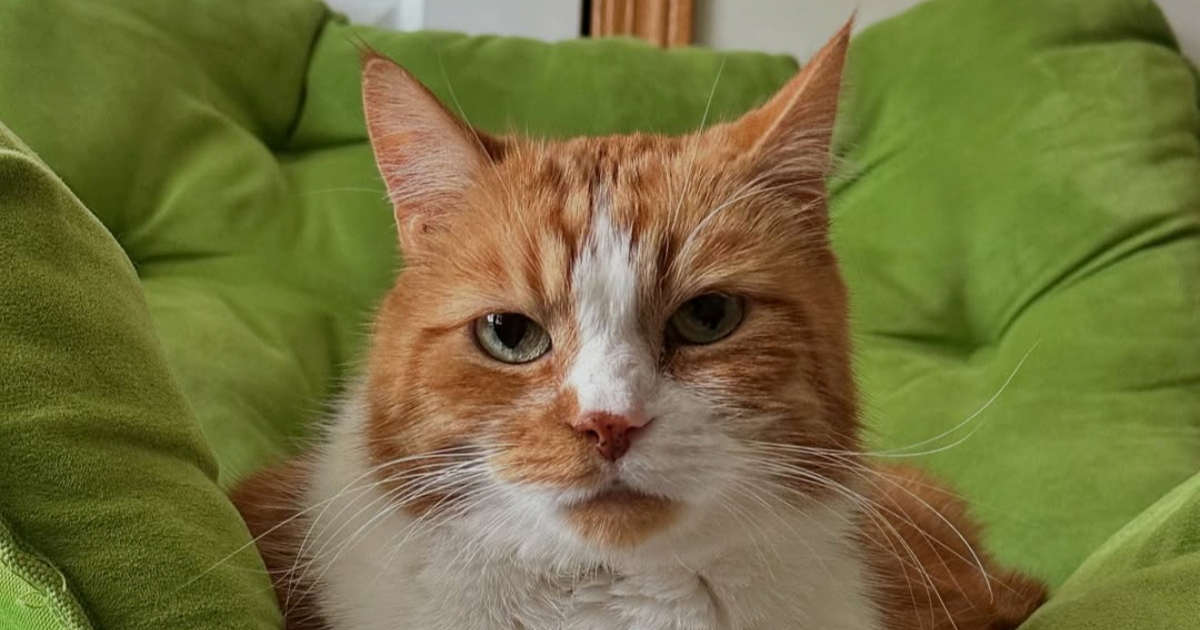 Mačak je mrzio traku za trčanje. Danas je inspiracija svima koji se bore s kilama