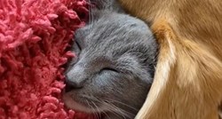Preslatka maca koristi uho svog krznenog prijatelja kao dekicu kad spava