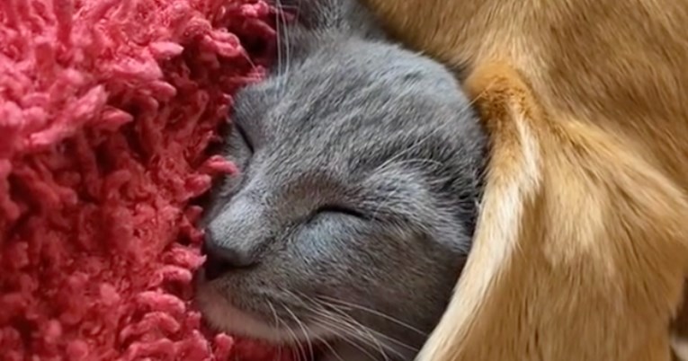 Preslatka maca koristi uho svog krznenog prijatelja kao dekicu kad spava