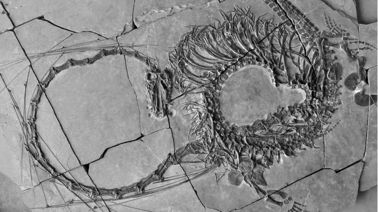 FOTO U Kini otkriven drevan fosil "zmaja". Pogledajte kako je izgledao 